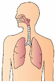 気管支系 気管支系
