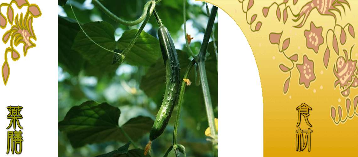 きゅうり（きゅうり）